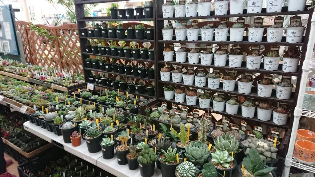 多肉植物 イベントを徹底解説！探し方から楽しみ方まで